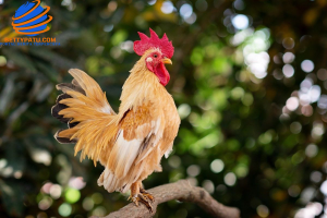 Harga Telur di AS Melambung Tinggi, Warga Beralih Ternak Ayam Sendiri