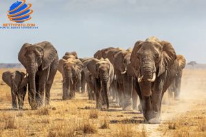 Turis Tewas Terinjak Gajah Saat Berusaha Selamatkan Cucunya